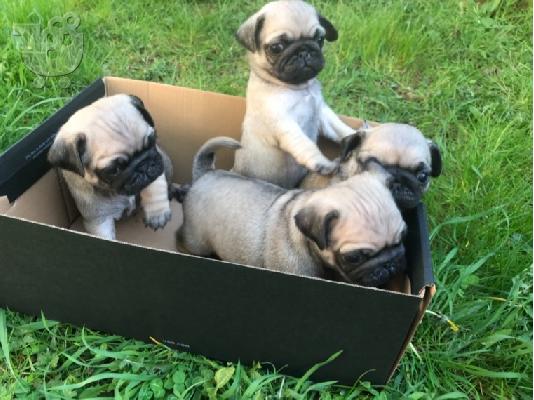 PoulaTo: Χαριτωμένα κουτάβια Pug